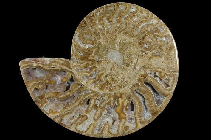 Choffaticeras (Daisy Flower) Ammonite Half - Madagascar #111319